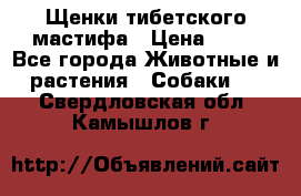 Щенки тибетского мастифа › Цена ­ 80 - Все города Животные и растения » Собаки   . Свердловская обл.,Камышлов г.